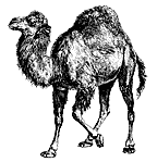 Perl Camel